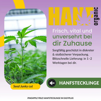 Pineapple Fruz Hanfstecklinge von Seed Junky