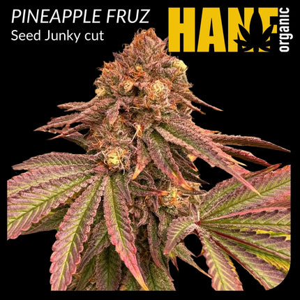 Pineapple Fruz Hanfstecklinge von Seed Junky