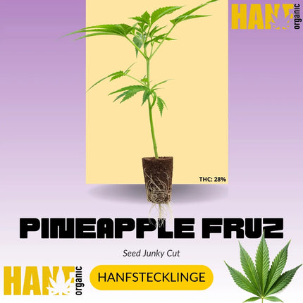 Pineapple Fruz Hanfstecklinge von Seed Junky