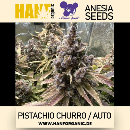 Autoflower Hybrid (70% Indica)