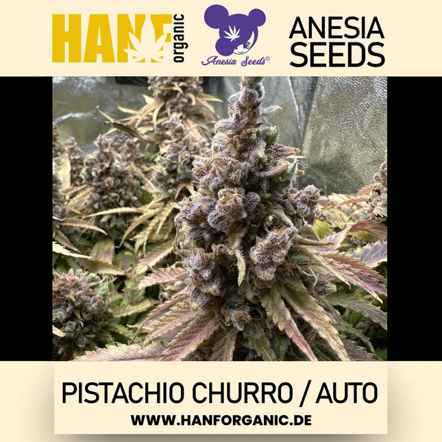 Autoflower Hybrid (70% Indica)