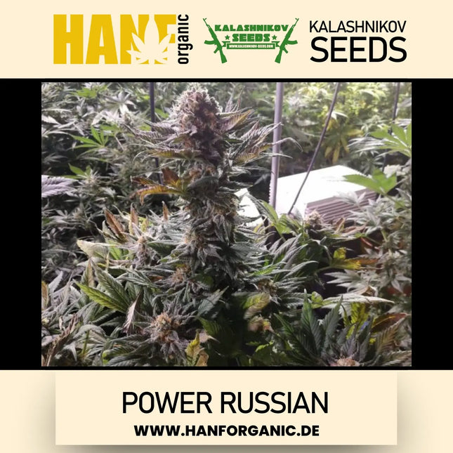 Power Russian - Kalashnikov Seeds Fem