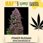 Power Russian - Kalashnikov Seeds Fem