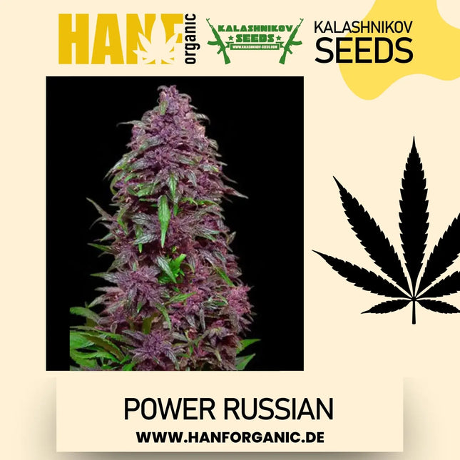 Power Russian - Kalashnikov Seeds Fem