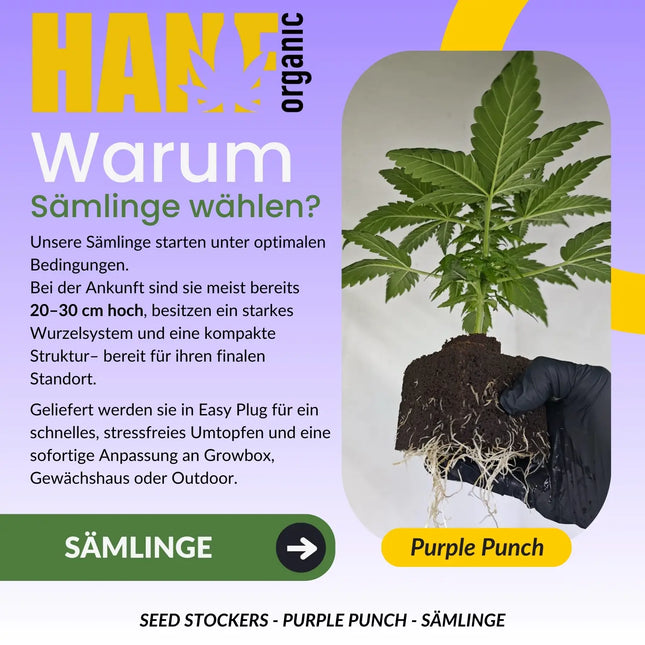 Purple Punch – Sämlinge von Hanf Organic