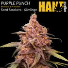Purple Punch – Sämlinge von Hanf Organic
