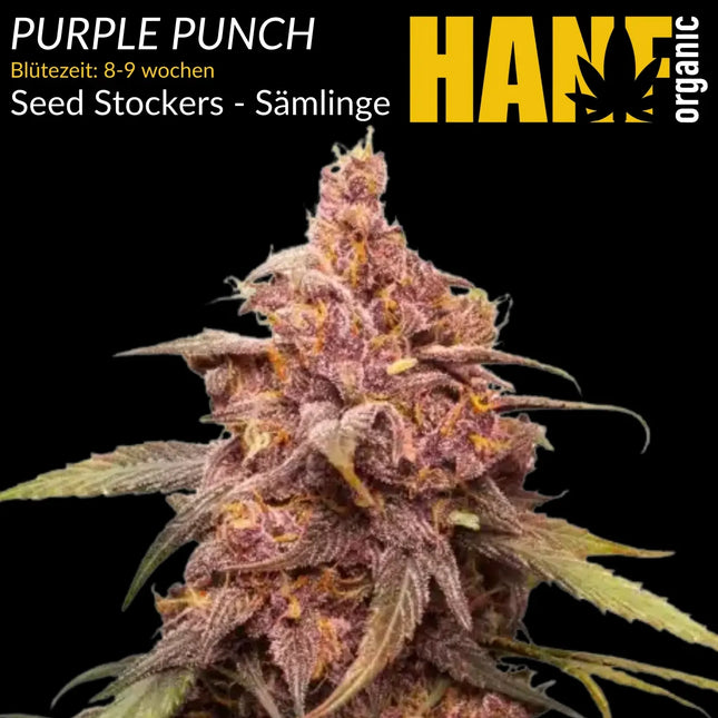 Purple Punch – Sämlinge von Hanf Organic
