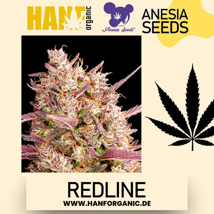 Redline Anesia Seeds