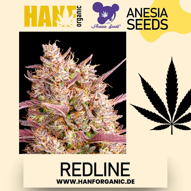 Redline Anesia Seeds