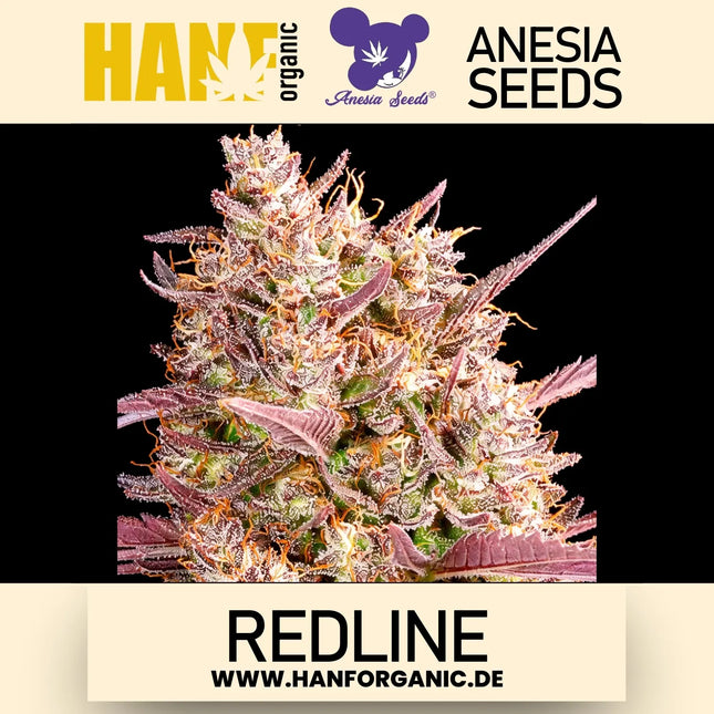 Redline Anesia Seeds