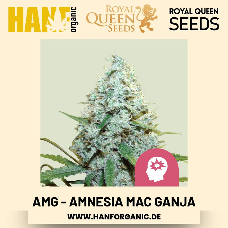 AMG - Amnesia Mac Ganja feminisiert Hanfsamen von Royal Queen Seeds – 3 Samen