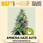 Amnesia Haze Autoflower Hanfsamen von Royal Queen Seeds – 3 Samen
