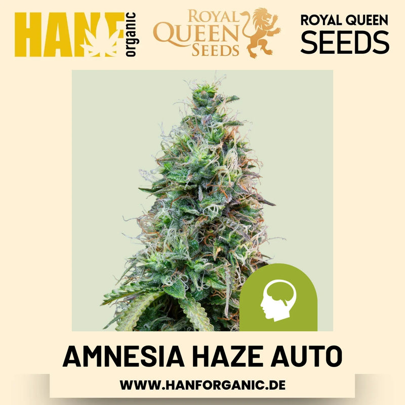 Amnesia Haze Autoflower Hanfsamen von Royal Queen Seeds – 3 Samen