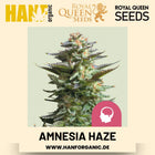 Amnesia Haze feminisiert Hanfsamen von Royal Queen Seeds – 3 Samen