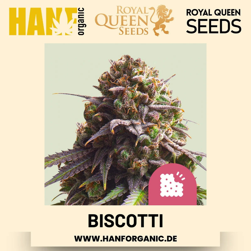 Biscotti feminisiert Hanfsamen von Royal Queen Seeds – 3 Samen