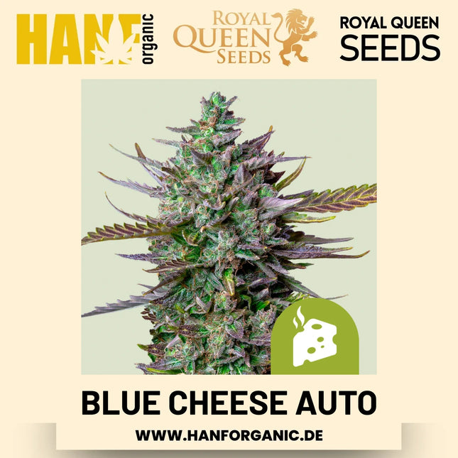 Blue Cheese Autoflower Hanfsamen von Royal Queen Seeds – 3 Samen