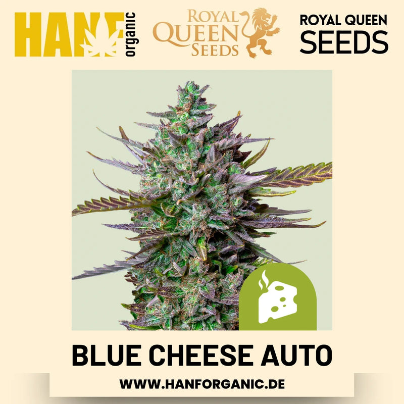 Blue Cheese Autoflower Hanfsamen von Royal Queen Seeds – 3 Samen