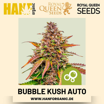 Bubble Kush Autoflower Hanfsamen von Royal Queen Seeds – 3 Samen