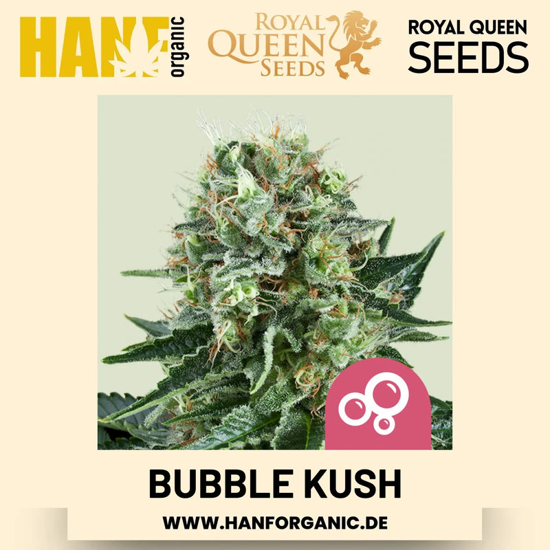 Bubble Kush feminisiert Hanfsamen von Royal Queen Seeds – 3 Samen
