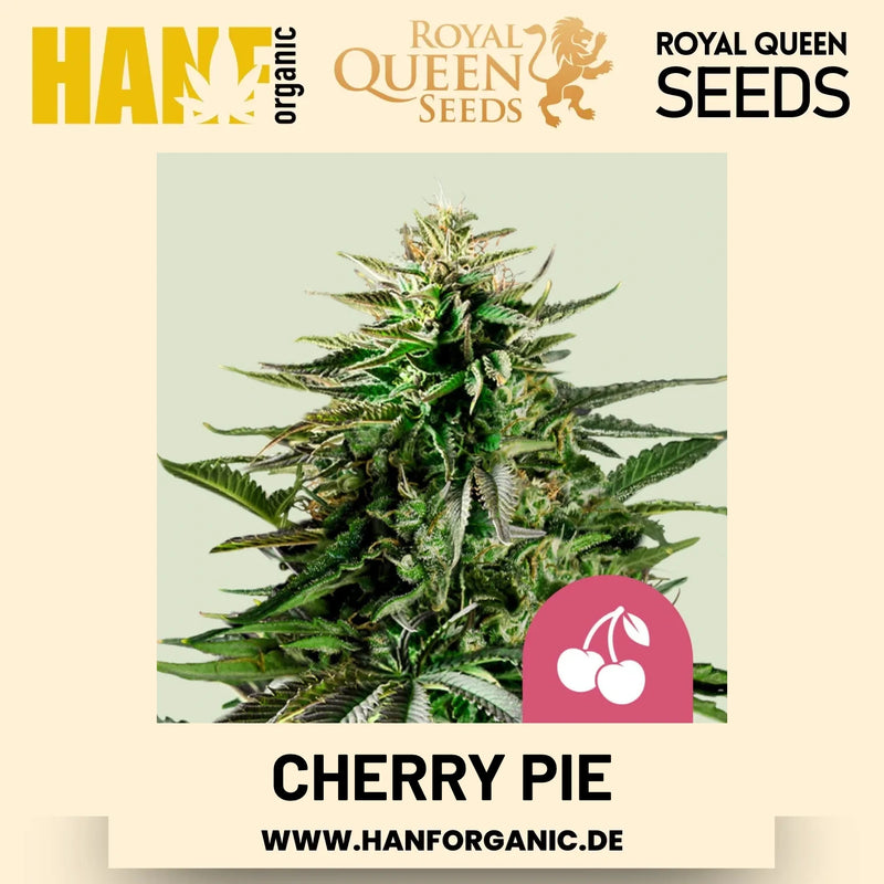 Cherry Pie feminisiert Hanfsamen von Royal Queen Seeds – 3 Samen
