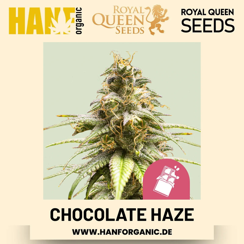 Chocolate Haze feminisiert Hanfsamen von Royal Queen Seeds – 3 Samen
