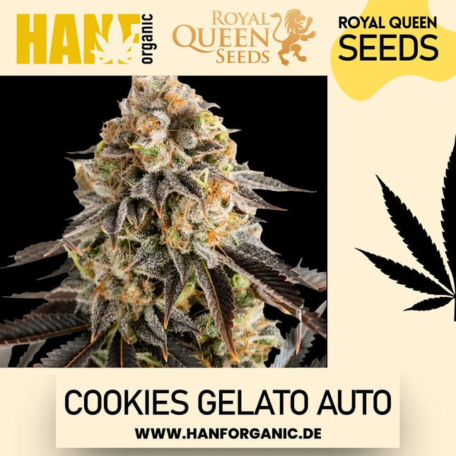 Royal Queen Seeds - Cookies Gelato Auto