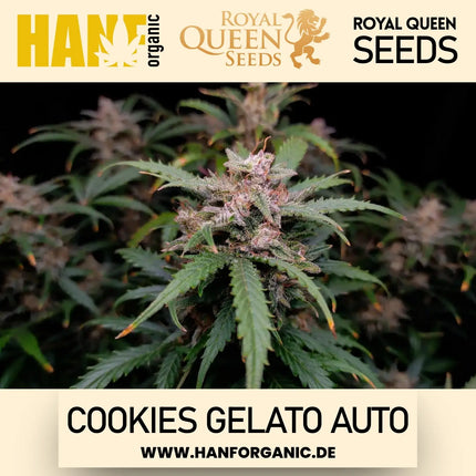 Royal Queen Seeds - Cookies Gelato Auto