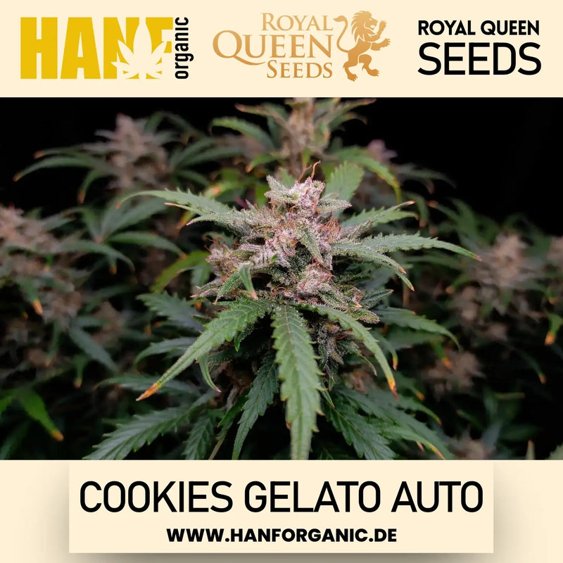 Royal Queen Seeds - Cookies Gelato Auto