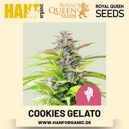 Cookies Gelato feminisiert Hanfsamen von Royal Queen Seeds – 3 Samen
