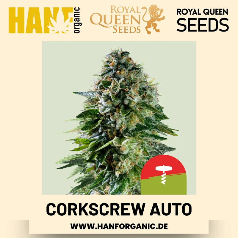 Corkscrew Autoflower Hanfsamen von Royal Queen Seeds – 3 Samen
