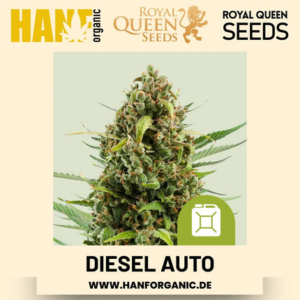Diesel Autoflower Hanfsamen von Royal Queen Seeds – 3 Samen