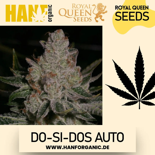 Royal Queen Seeds - Do-Si-Dos Auto