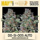 Royal Queen Seeds - Do-Si-Dos Auto