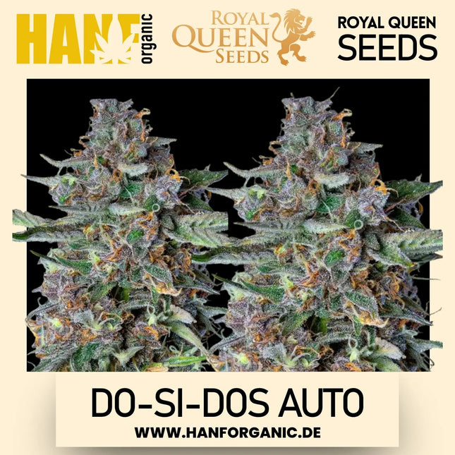 Royal Queen Seeds - Do-Si-Dos Auto