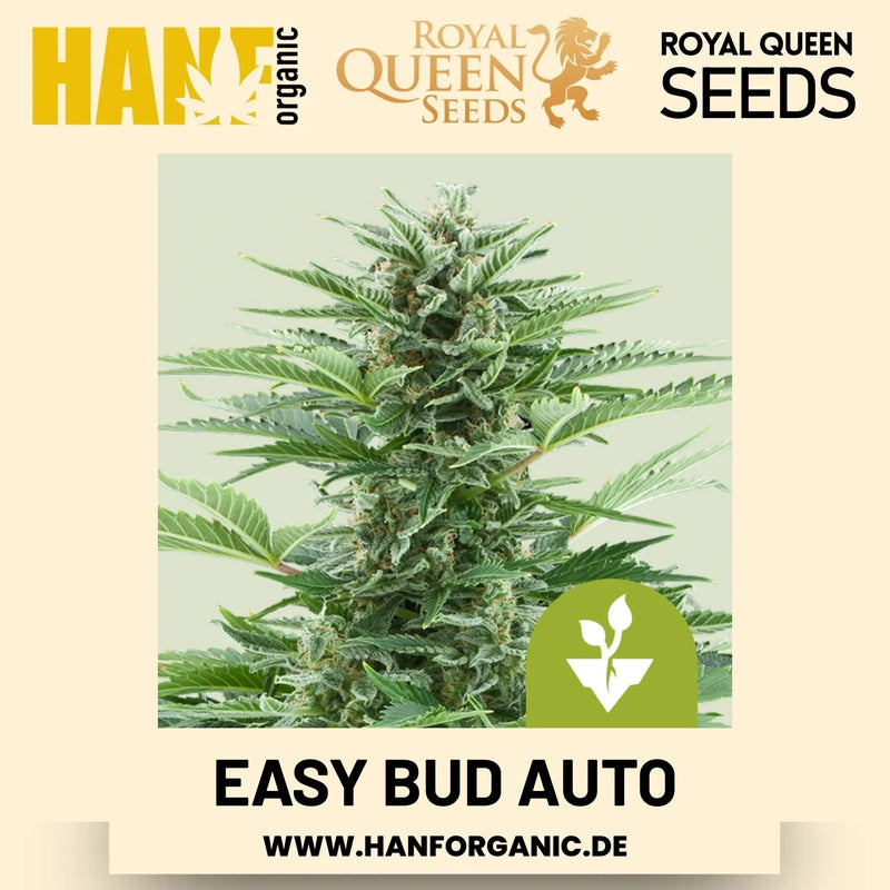 Easy Bud Autoflower Hanfsamen von Royal Queen Seeds – 3 Samen