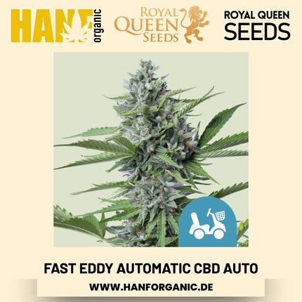 Fast Eddy Automatic CBD CBD-Sorte Hanfsamen von Royal Queen Seeds – 5 Samen