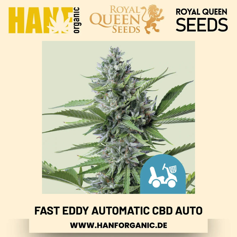 Fast Eddy Automatic CBD CBD-Sorte Hanfsamen von Royal Queen Seeds – 5 Samen