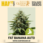 Fat Banana Autoflower Hanfsamen von Royal Queen Seeds – 3 Samen