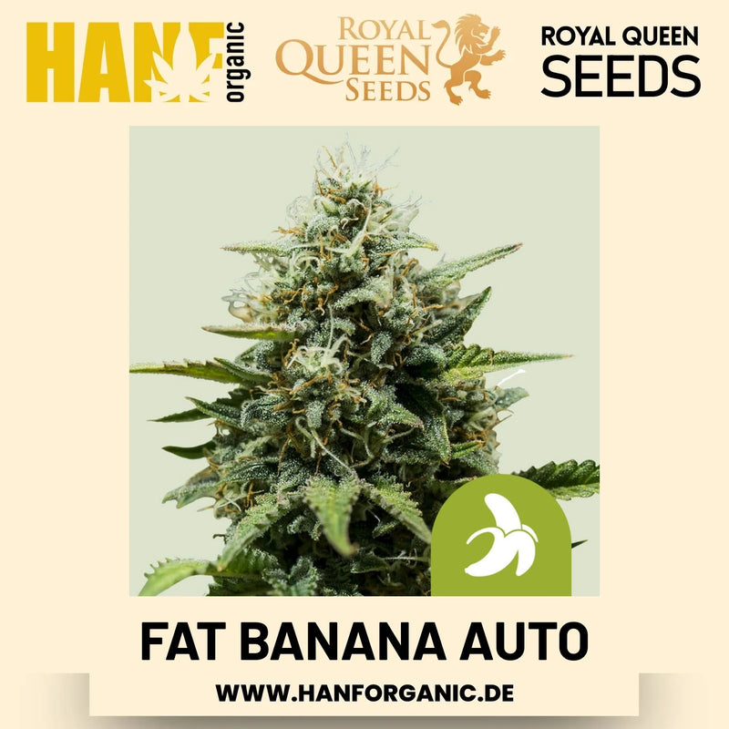 Fat Banana Autoflower Hanfsamen von Royal Queen Seeds – 3 Samen