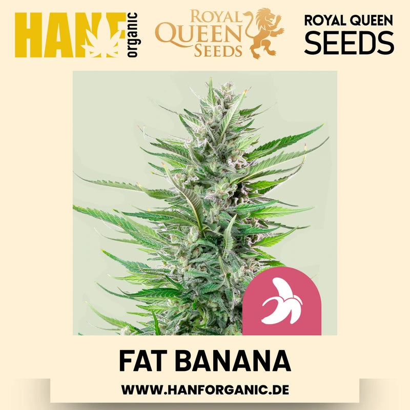 Fat Banana feminisiert Hanfsamen von Royal Queen Seeds – 3 Samen