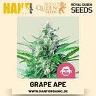 Grape Ape feminisiert Hanfsamen von Royal Queen Seeds – 3 Samen