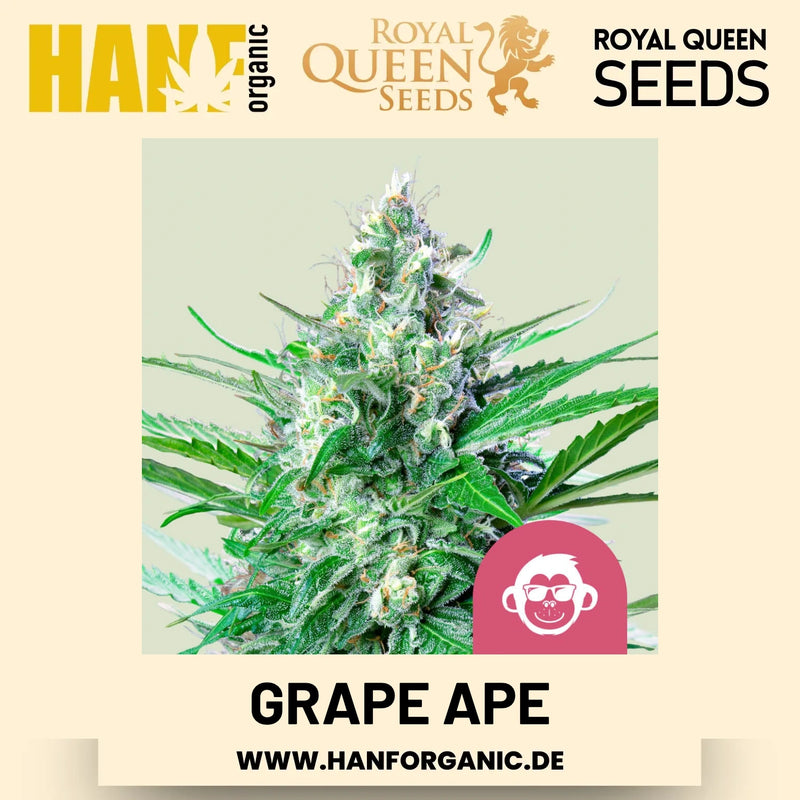 Grape Ape feminisiert Hanfsamen von Royal Queen Seeds – 3 Samen