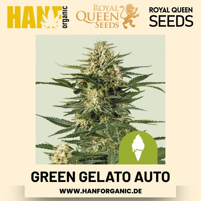 Green Gelato Autoflower Hanfsamen von Royal Queen Seeds – 3 Samen