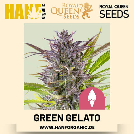 Green Gelato feminisiert Hanfsamen von Royal Queen Seeds – 3 Samen