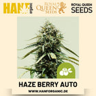 Haze Berry Autoflower Hanfsamen von Royal Queen Seeds – 3 Samen