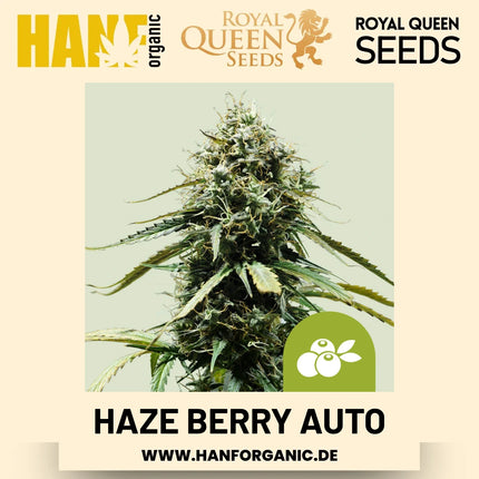 Haze Berry Autoflower Hanfsamen von Royal Queen Seeds – 3 Samen