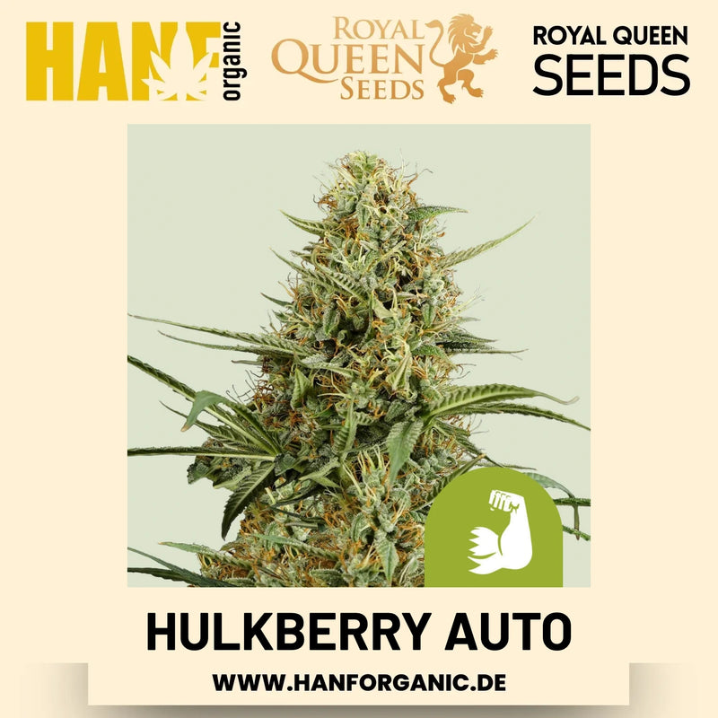 HulkBerry Autoflower Hanfsamen von Royal Queen Seeds – 3 Samen
