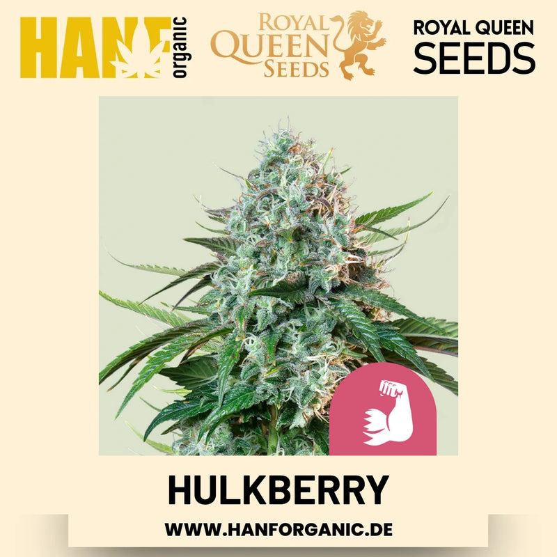 HulkBerry feminisiert Hanfsamen von Royal Queen Seeds – 3 Samen