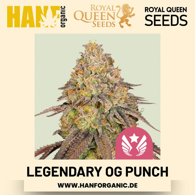 Legendary OG Punch feminisiert Hanfsamen von Royal Queen Seeds – 3 Samen