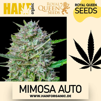 Royal Queen Seeds - Mimosa Auto